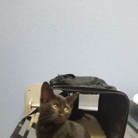 Mountain View Veterinary Hospital ico
