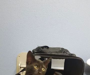 Mountain View Veterinary Hospital