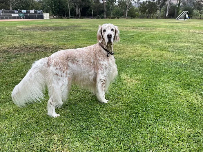 Animal Urgent Care of South Orange County 12