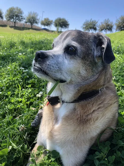 Animal Urgent Care of South Orange County 12