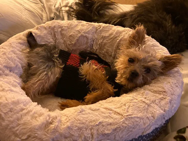 Animal Urgent Care of South Orange County 12