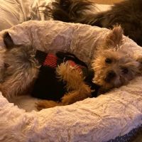 Animal Urgent Care of South Orange County ico