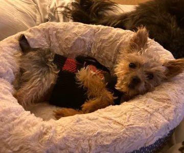 Animal Urgent Care of South Orange County