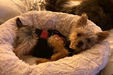 Animal Urgent Care of South Orange County
