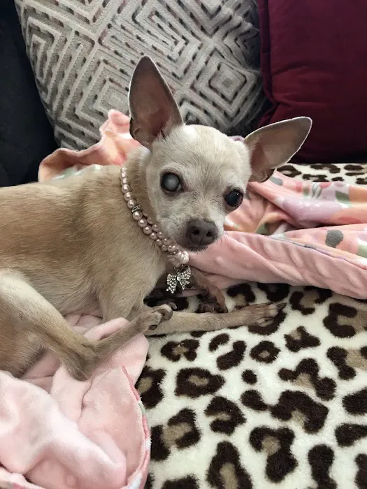 Animal Urgent Care of South Orange County 12