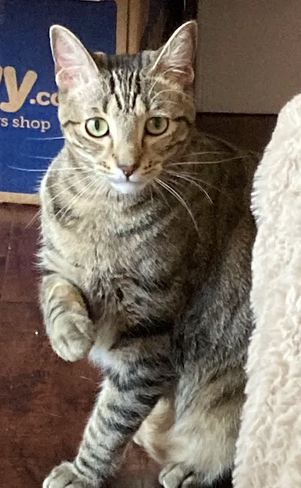 Animal Urgent Care of South Orange County 12