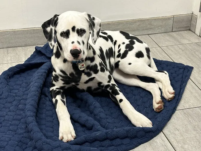 Animal Urgent Care of South Orange County 12
