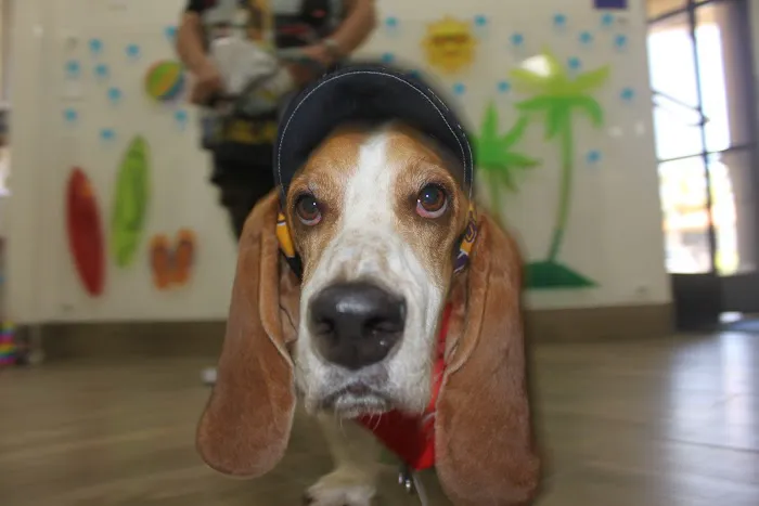 Oso Pet Care Center 12