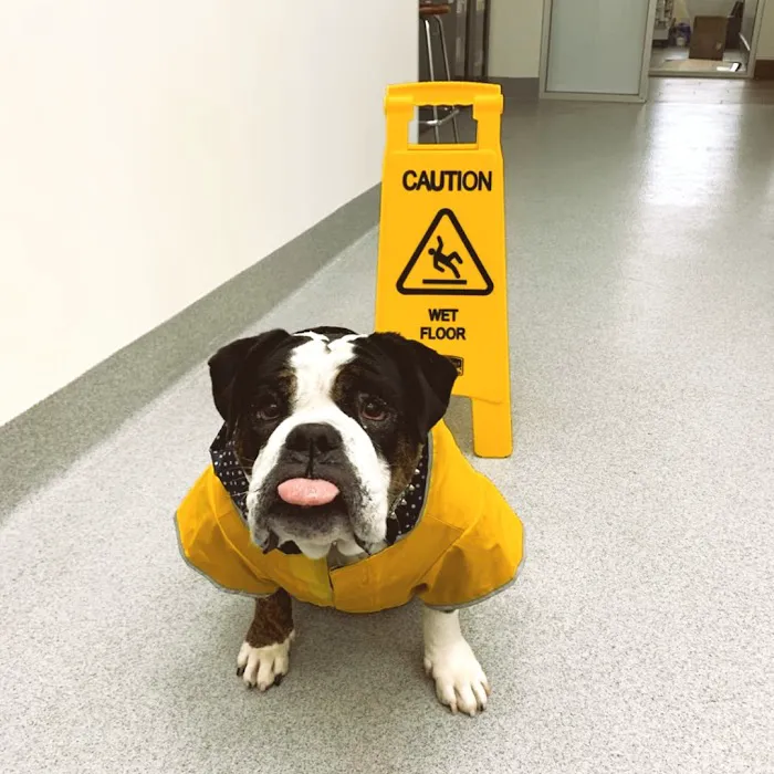 Oso Pet Care Center 12