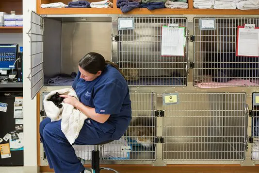 Rancho Viejo Animal Hospital 12