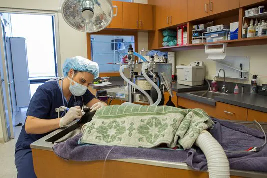 Rancho Viejo Animal Hospital 12