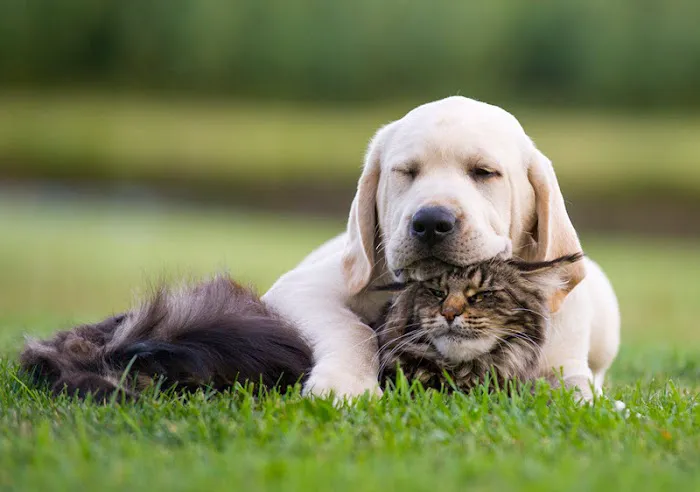 BrightCare Animal ER - Emergency Veterinarian 12