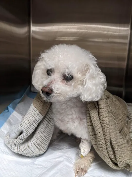 BrightCare Animal ER - Emergency Veterinarian 12