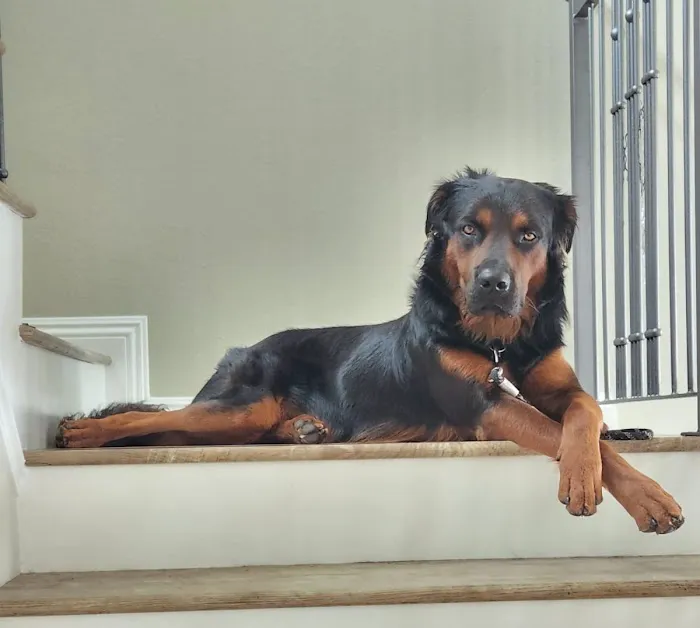 Precision Veterinary Surgery 1