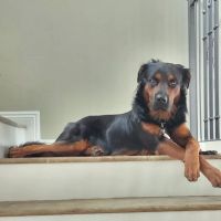 Precision Veterinary Surgery ico