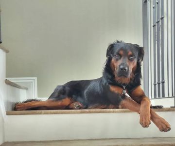 Precision Veterinary Surgery