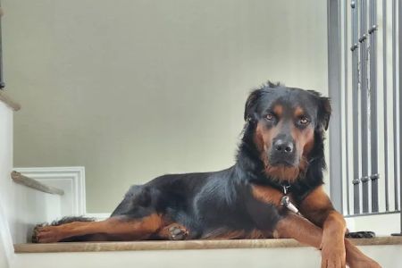 Precision Veterinary Surgery