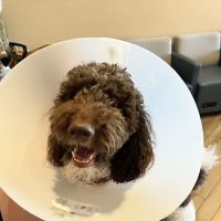 BrightCare Veterinary Group - Animal Neurology & Imaging ico