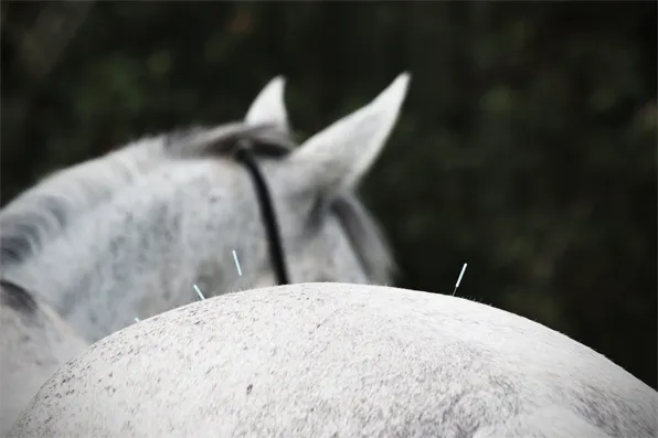 Baileys Equine 12