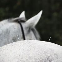 Baileys Equine ico