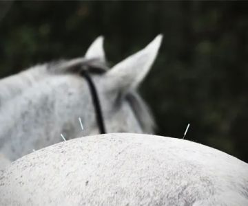 Baileys Equine