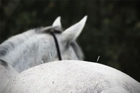 Baileys Equine