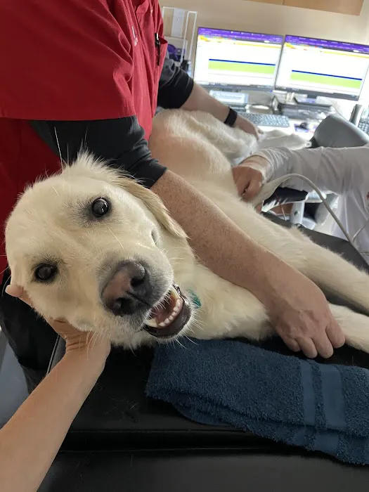CVCA Cardiac Care for Pets 12