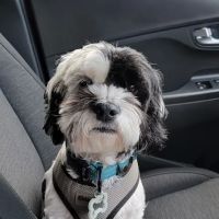CVCA Cardiac Care for Pets ico