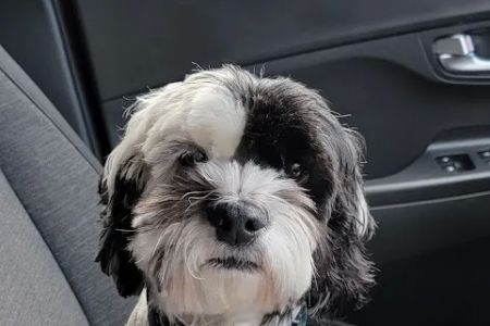 CVCA Cardiac Care for Pets