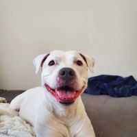 San Juan Animal Hospital ico