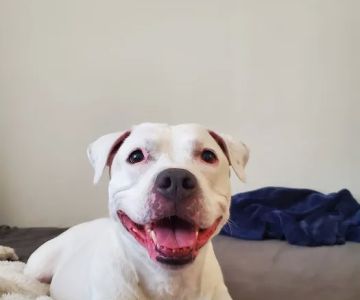 San Juan Animal Hospital