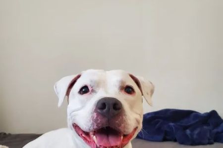 San Juan Animal Hospital