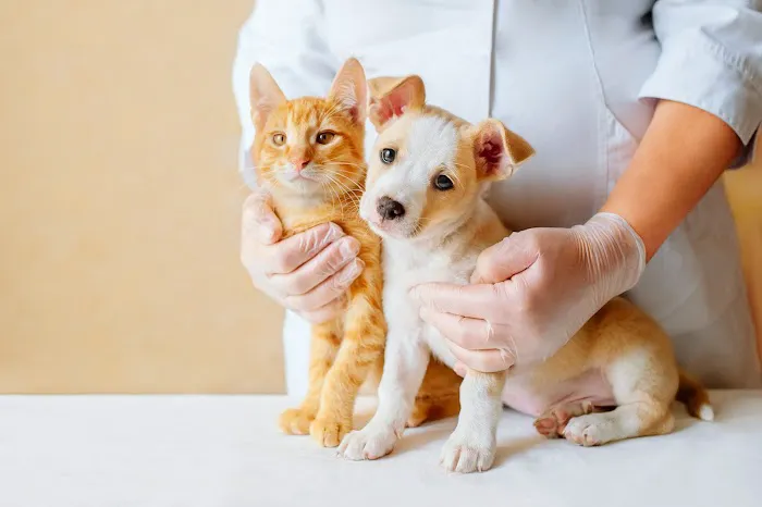 Salt & Sea Veterinary Hospital 1