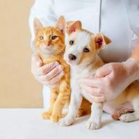 Salt & Sea Veterinary Hospital ico