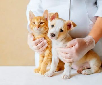 Salt & Sea Veterinary Hospital