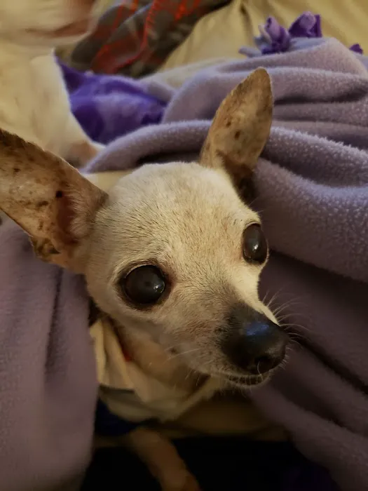 Banfield Pet Hospital 2