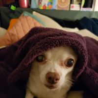 Banfield Pet Hospital ico