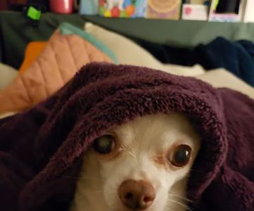 Banfield Pet Hospital