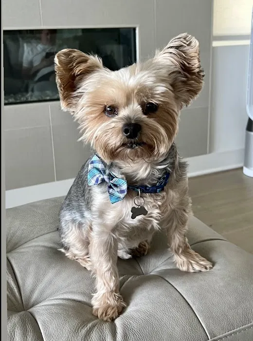 PetSmart Veterinary Services - San Juan Capistrano 4