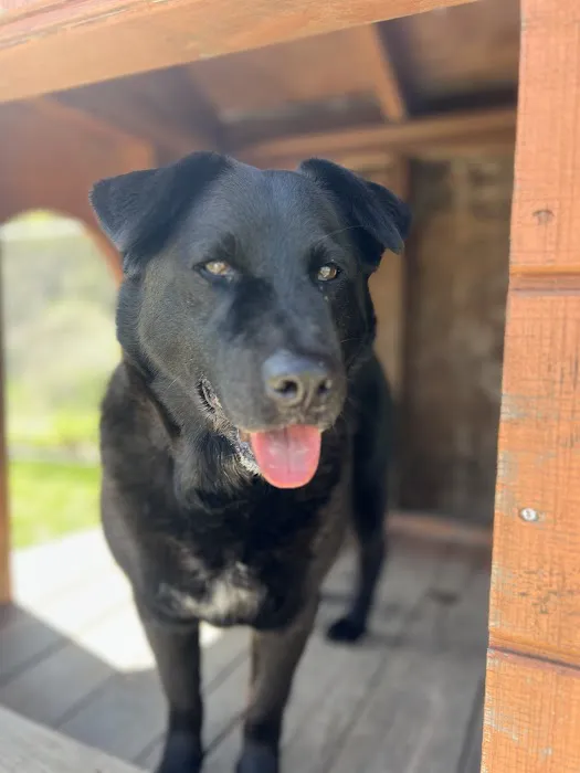 PetSmart Veterinary Services - San Juan Capistrano 2
