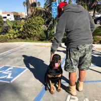 Beachside Animal Hospital and Surgery Centre ico