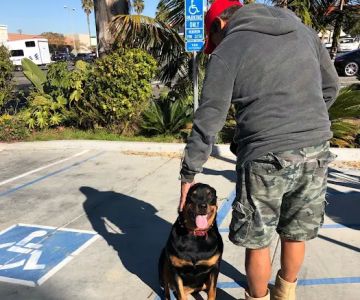 Beachside Animal Hospital and Surgery Centre