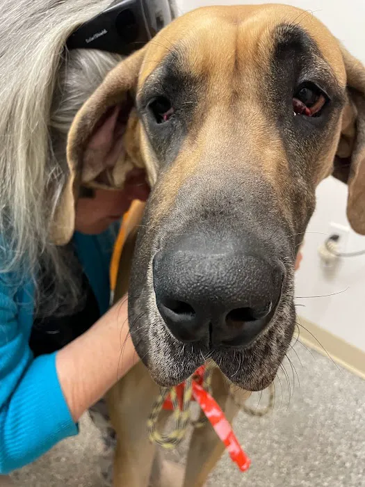 Beachside Animal Hospital and Surgery Centre 8