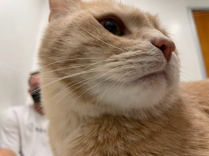Beachside Animal Hospital and Surgery Centre 5