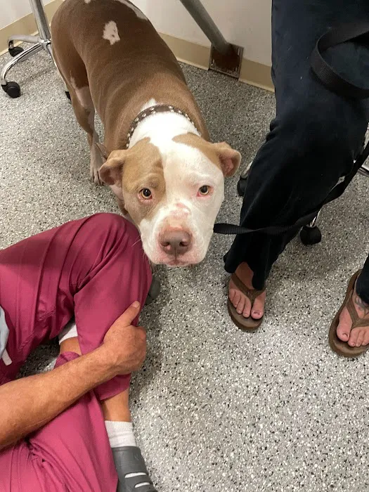 Beachside Animal Hospital and Surgery Centre 10