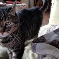 Ortega Animal Care Center ico