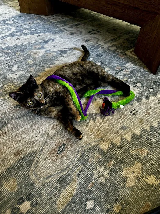 Marguerite Animal Hospital 12