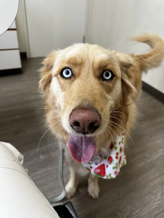 Animal Medical Center of Mission Viejo 1