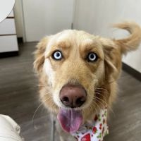 Animal Medical Center of Mission Viejo ico