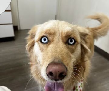 Animal Medical Center of Mission Viejo